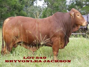 Bryvonlea Jackson